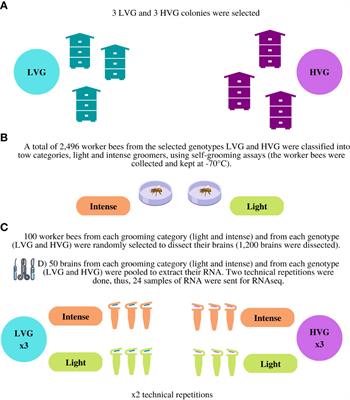 Breeding honey bees (Apis mellifera L.) for low and high Varroa destructor population growth: Gene expression of bees performing grooming behavior